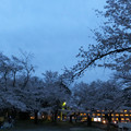 【3月30日18:32撮影】続 渡月橋の夜桜