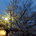 【3月30日18:35撮影】渡月橋の夜桜 参