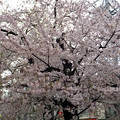 【3月31日05:53撮影】旅の終わりに、地元の駅に着いたら満開の桜が出迎えてくれました(*´∀｀*)旅に出発した時は三分咲きでした〜