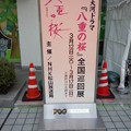 写真: 「八重の桜」全国巡回展 in 松山