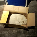 写真: ネコ１箱。