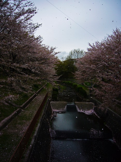 白沢渓谷に散る桜