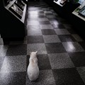 写真: 白猫の博物館