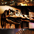 写真: 福井県立恐竜博物館-1