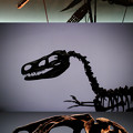 写真: 福井県立恐竜博物館-2
