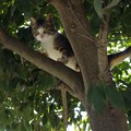 写真: 樹上の仔猫
