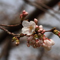 霊園の桜　IMG_7526