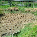 写真: 隣の田んぼの稲刈り準備