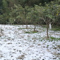 写真: 雪のびわ畑