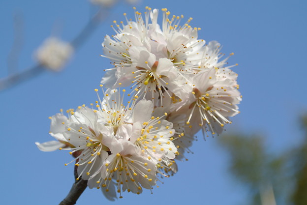 写真: 桜の開花