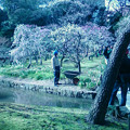 写真: 小石川後楽園の梅