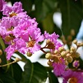 写真: バナバの花　満開／２