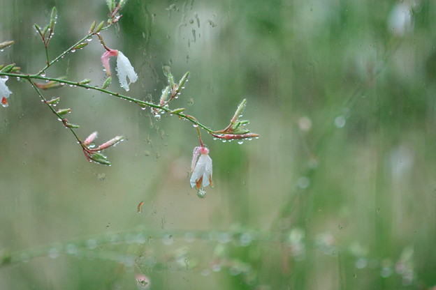 写真: ガラス越しの梅雨