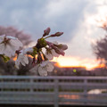 写真: 夕桜