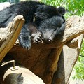 写真: クマのお昼寝