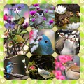 写真: 花と鳥さんたち♪