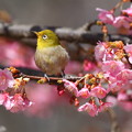写真: 桜メジロン〜♪　１