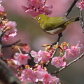 写真: 桜メジロン〜♪　２
