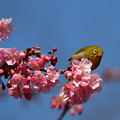 桜メジロン〜♪　３