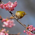 写真: 桜メジロン〜♪　４
