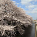 石神井川の桜〜♪