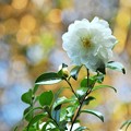 写真: 秋に咲いた白い花♪