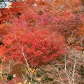 写真: 東福寺・方丈庭園10