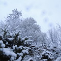 雪景-1