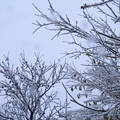 雪景-2
