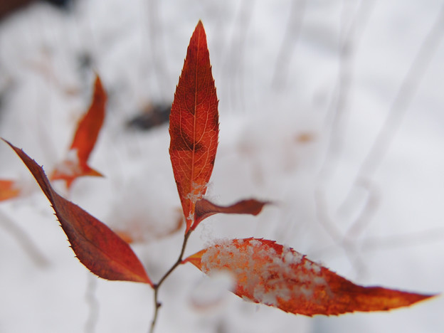 写真: 雪中の紅葉-2