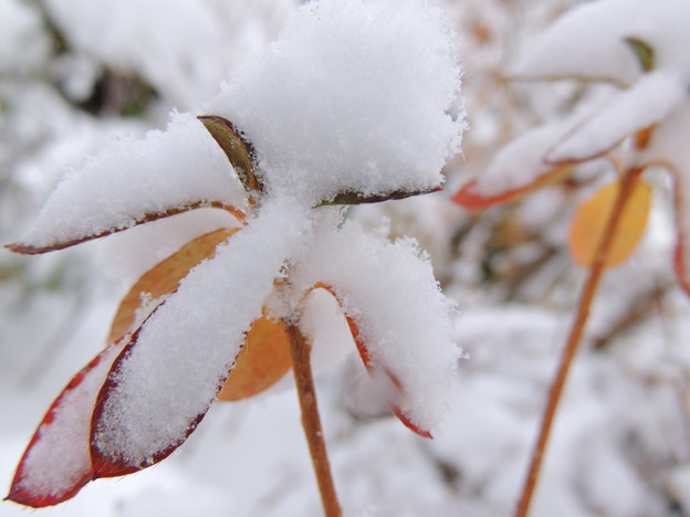 写真: 雪中の紅葉-3