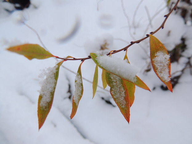 写真: 雪中の紅葉-5