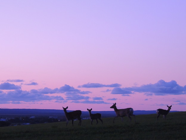 写真: 夕景と鹿