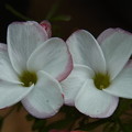 写真: バーシーカラーの花
