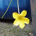 写真: ナマクエンシス（花）