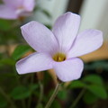 写真: ソフィアの花