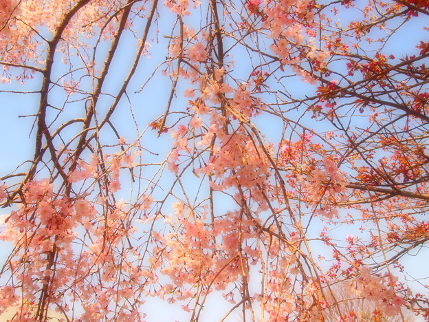 写真: 枝垂れ桜の中で