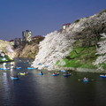 写真: 夜桜（千鳥ヶ淵ライトアップ）