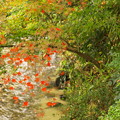 写真: 渓谷の紅葉