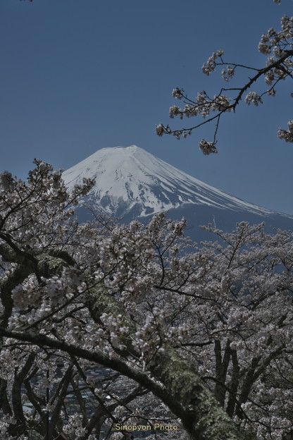 写真: 春の富士山