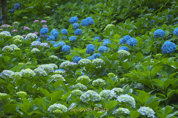 写真: 鎌倉長谷寺の紫陽花