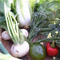写真: 収穫野菜３
