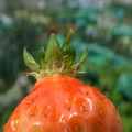 写真: イチゴの成長４
