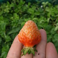 写真: イチゴの成長５