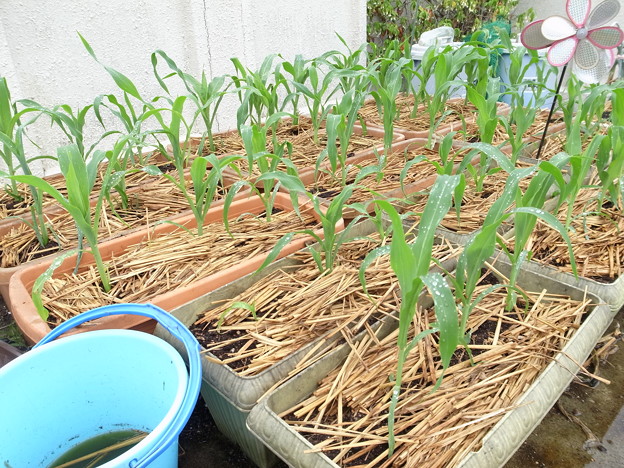 写真: トウモロコシ栽培１