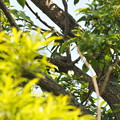 写真: コサメビタキの巣