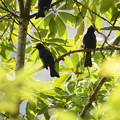 台湾の野鳥　クロヒヨドリ