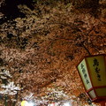 平野神社ライトアップ３