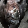 写真: 上野動物園20