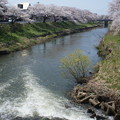 写真: 秋田市太平川の桜その2